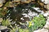 rainbowgardening-ponds-and-water-features